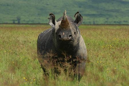 VIAJE A AFRICA - KENYA Y TANZANIA