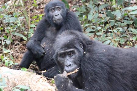VIAJE A AFRICA - VIAJE A UGANDA
