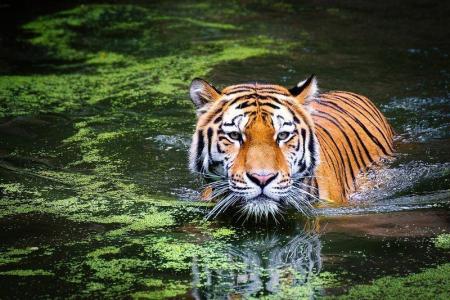 VIAJE A ASIA - INDIA CON TAJ Y TIGRE DE LA INDIA